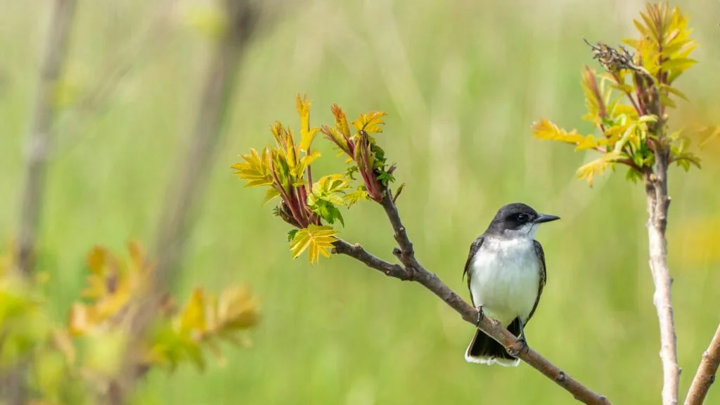 Bird Watching Activity