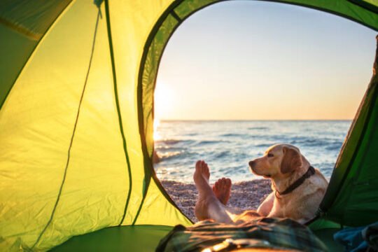 Camping With Pets