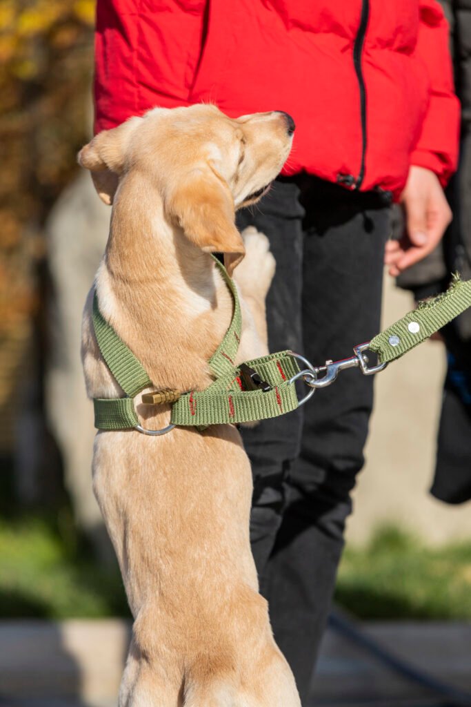 Dog Camping Safety Gear