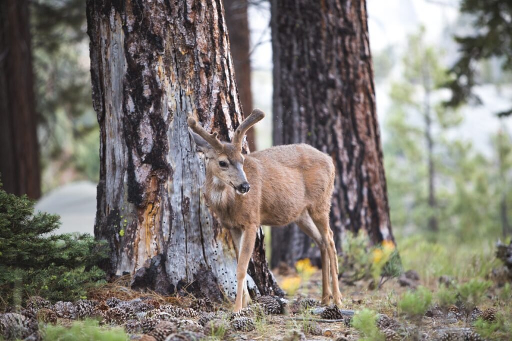 Be careful about wild life during camping