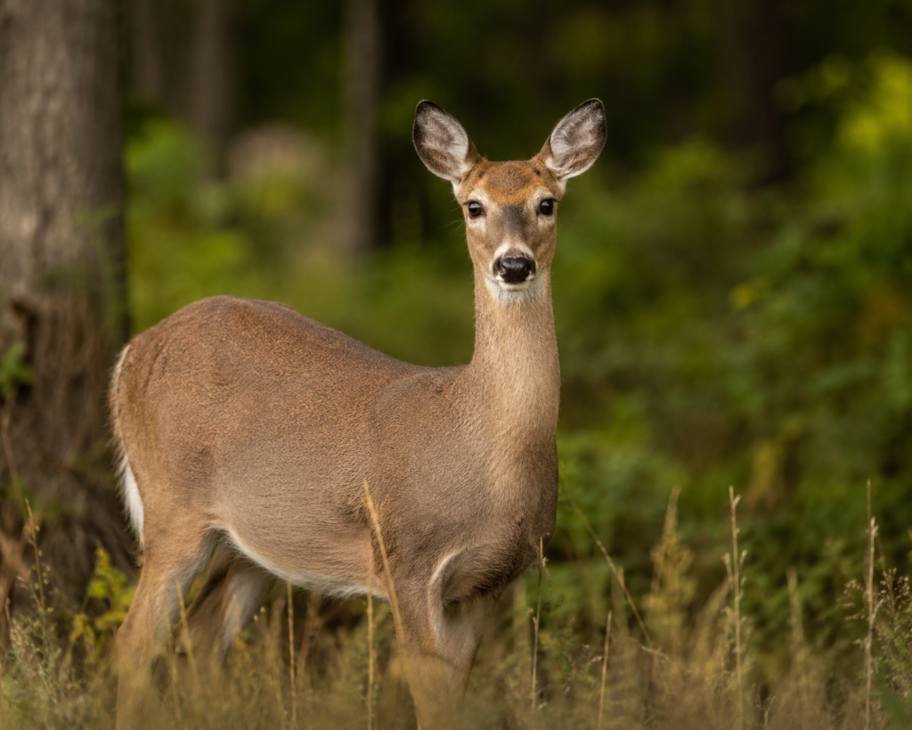 camping photography tips wildlife telephoto shot of deer in forest clearing sharp focus on eyes soft bokeh background early morning