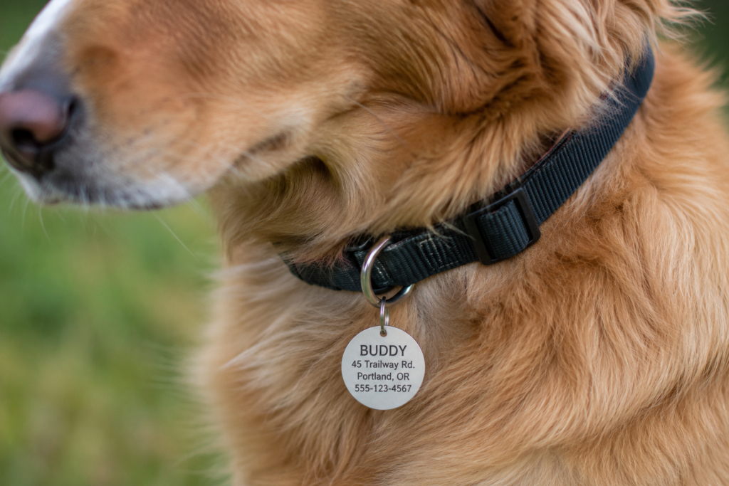 camping with dogs dog wearing collar with ID tag showing identification microchip registration trail safety