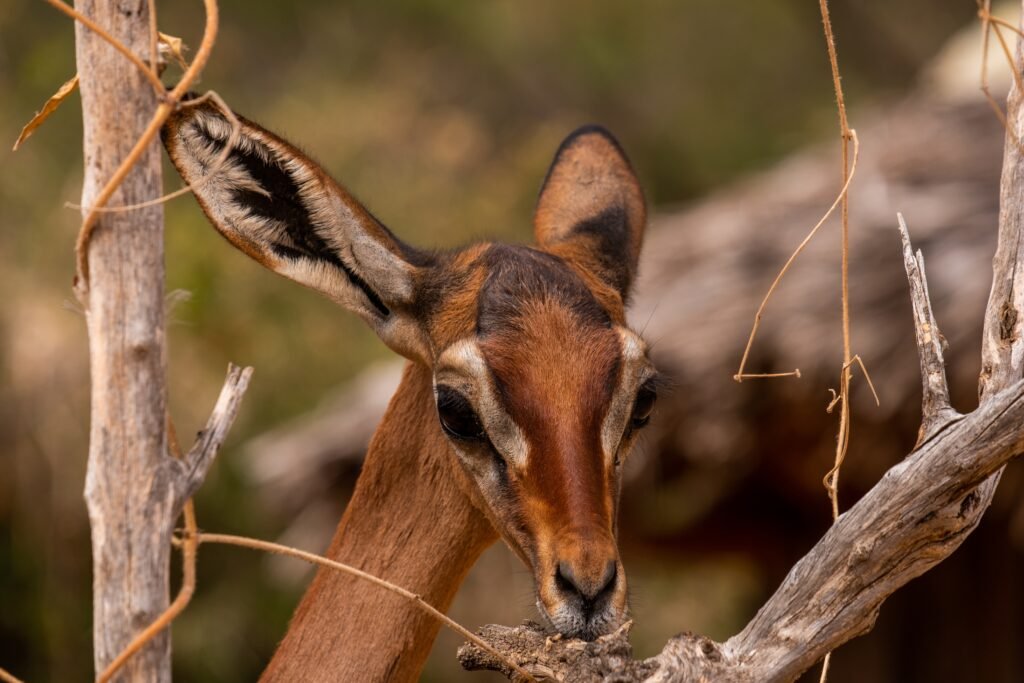 Close up Shot of Wildlife