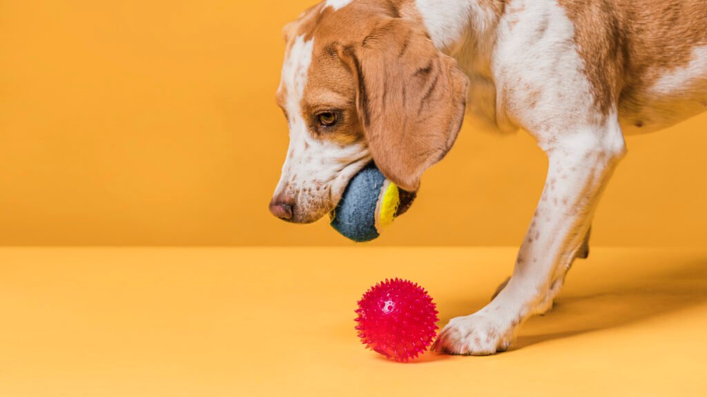 Dog toys to keep your pet happy and engaged