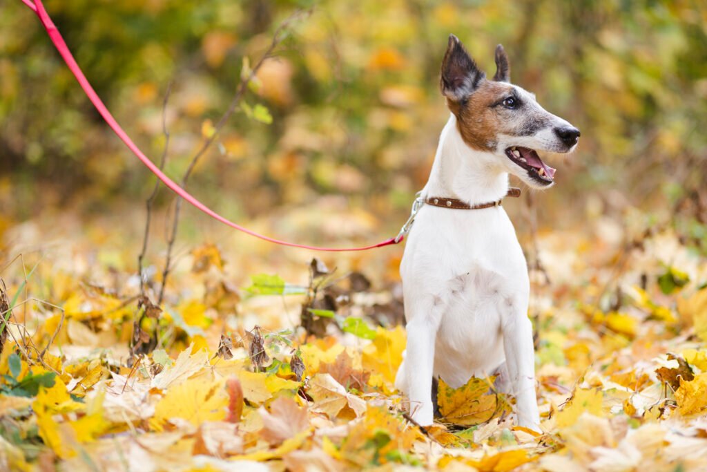 Long leash for your pet for safety