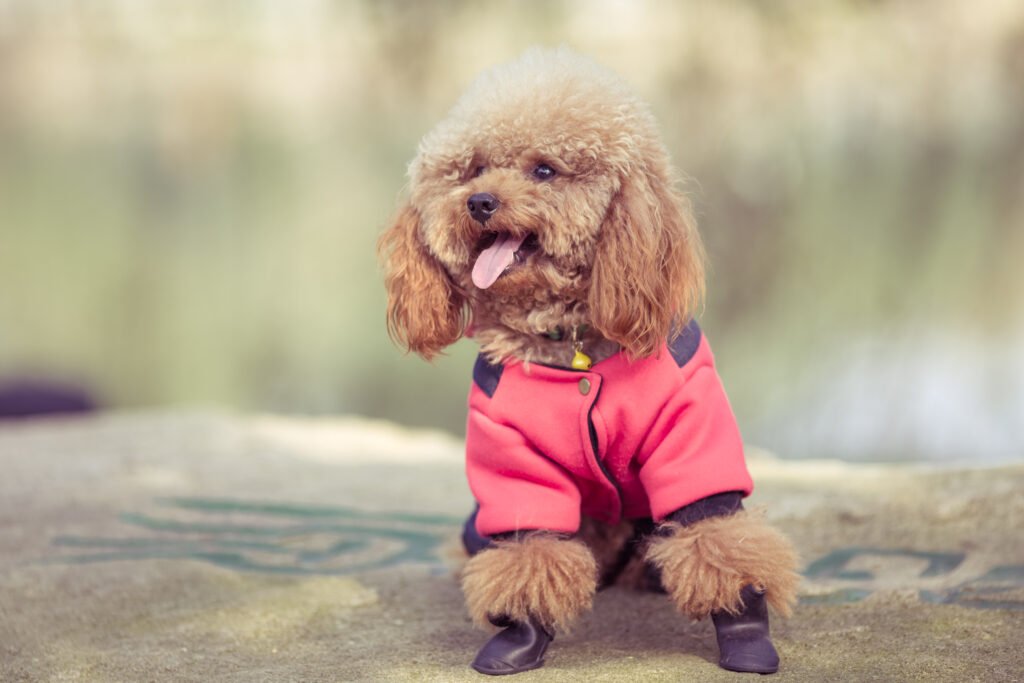 Dog hiking boots