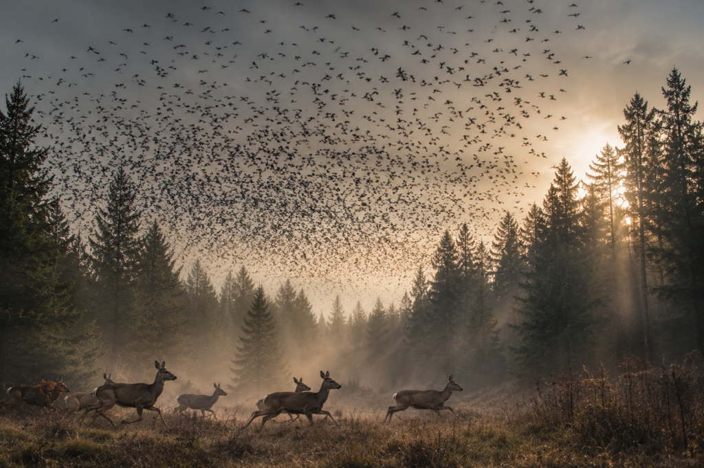 wilderness emergency evacuation animals showing distress warning signs birds flying erratically deer fleeing forest