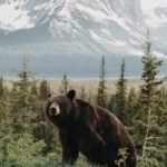 “A bear in the wild forest, representing wildlife safety tips for campers in the blog Wild Encounters Made Easy: A Friendly Camper’s Handbook’.