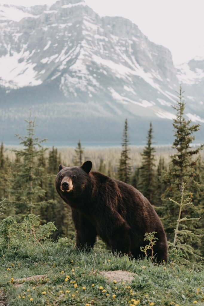“A bear in the wild forest, representing wildlife safety tips for campers in the blog Wild Encounters Made Easy: A Friendly Camper’s Handbook’.